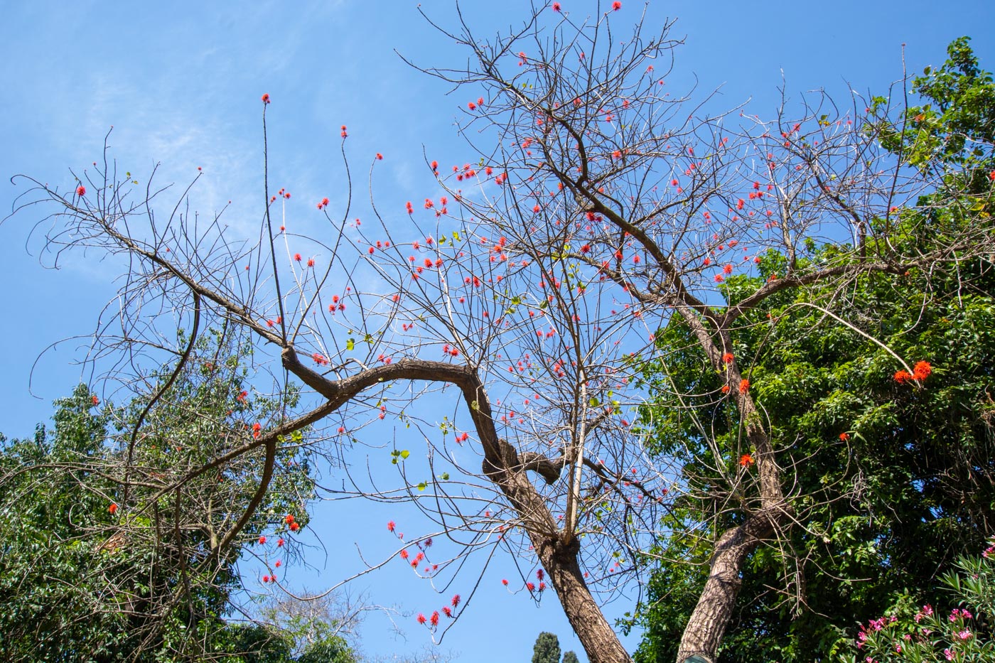 Изображение особи Erythrina abyssinica.