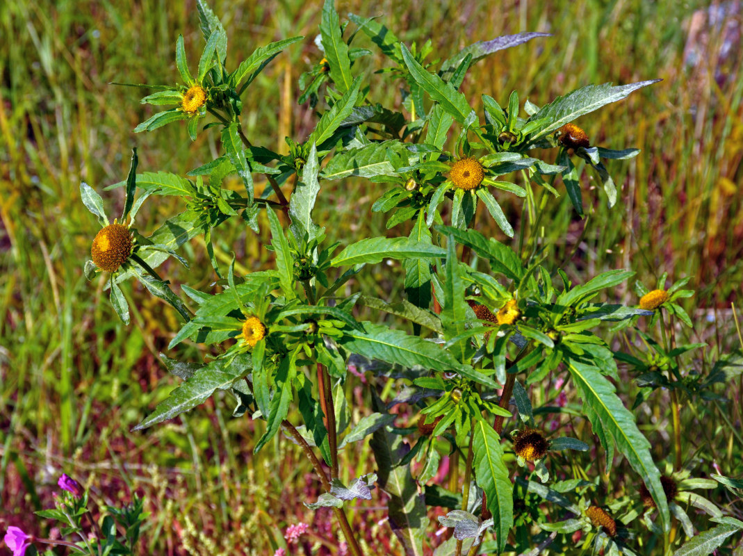 Изображение особи Bidens radiata.