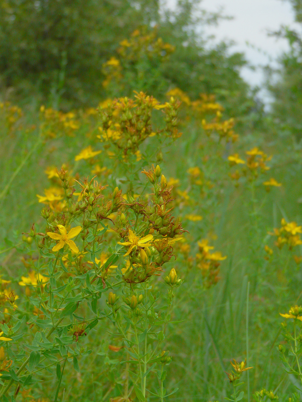 Изображение особи Hypericum perforatum.