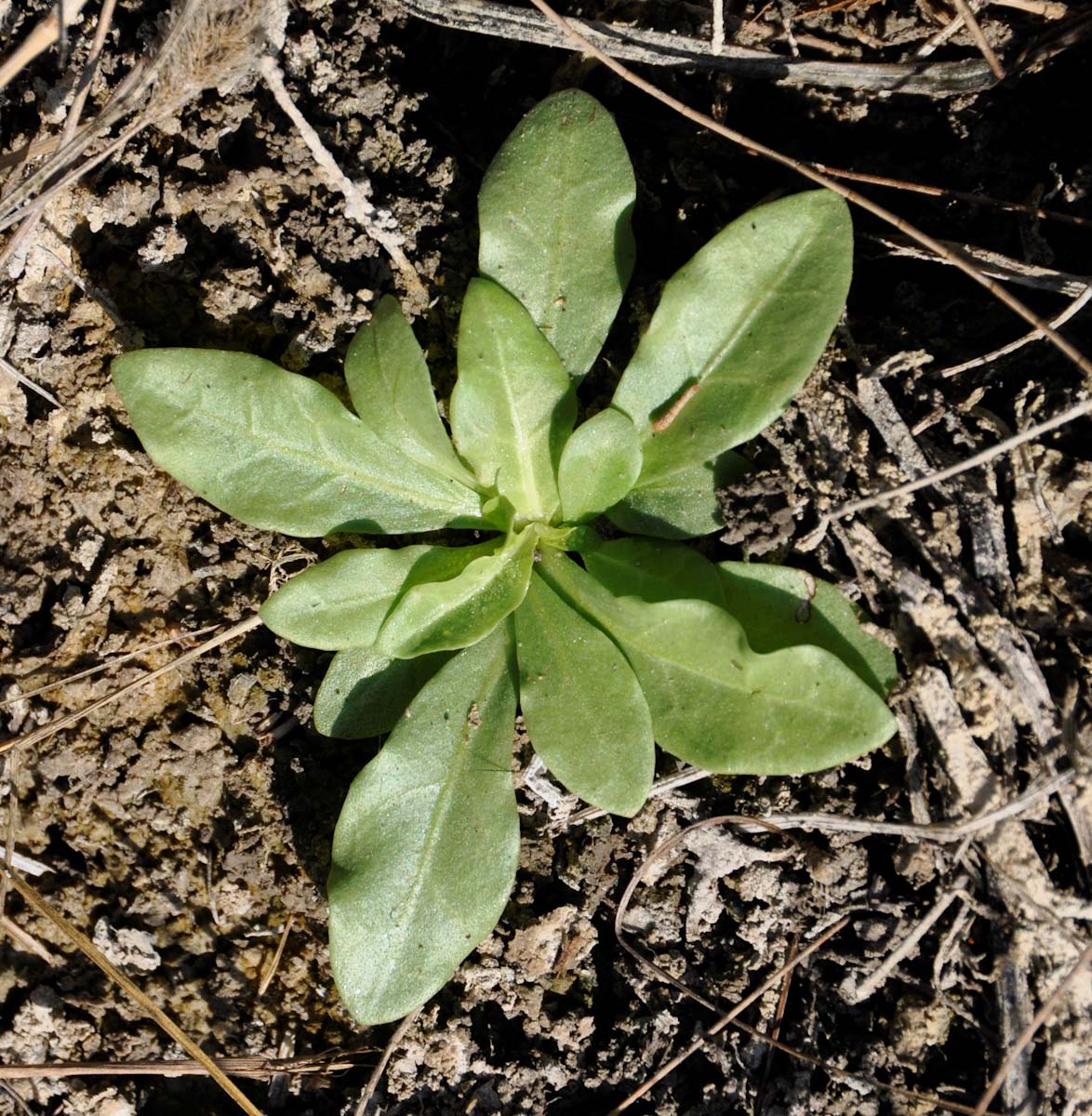 Image of Samolus valerandi specimen.