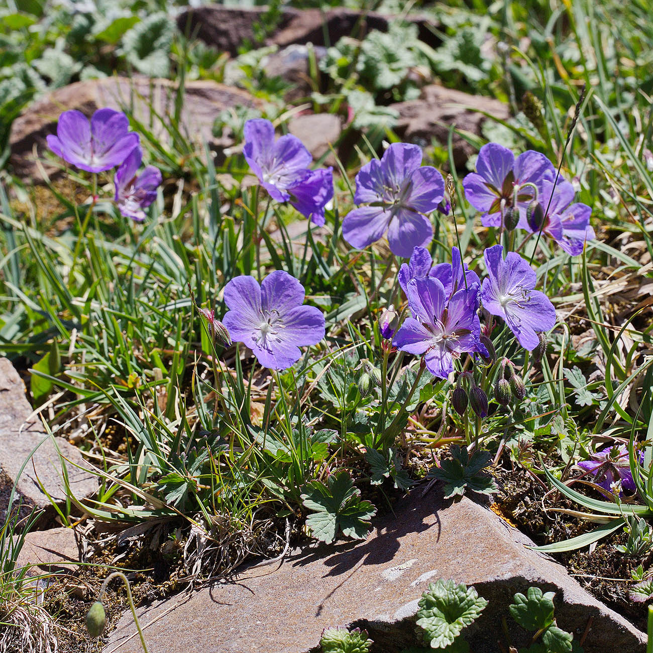 Изображение особи Geranium saxatile.