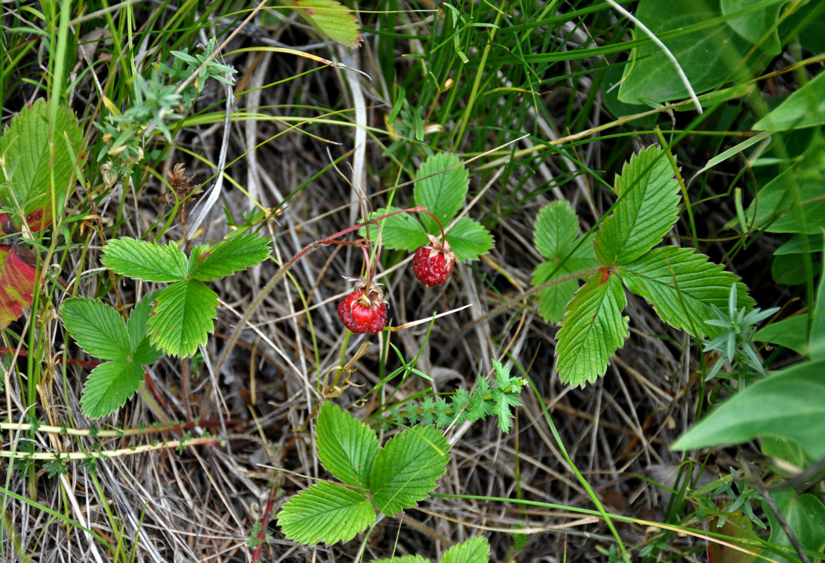 Изображение особи Fragaria viridis.