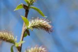 Salix borealis. Часть побега с женским соцветием. Мурманск, Горелая сопка, склон сев. экспозиции, зрелый березняк, у обочины булыжной дороги. 06.06.2019.