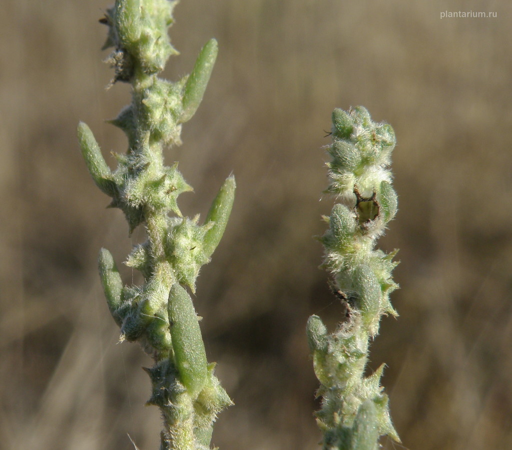 Image of Sedobassia sedoides specimen.