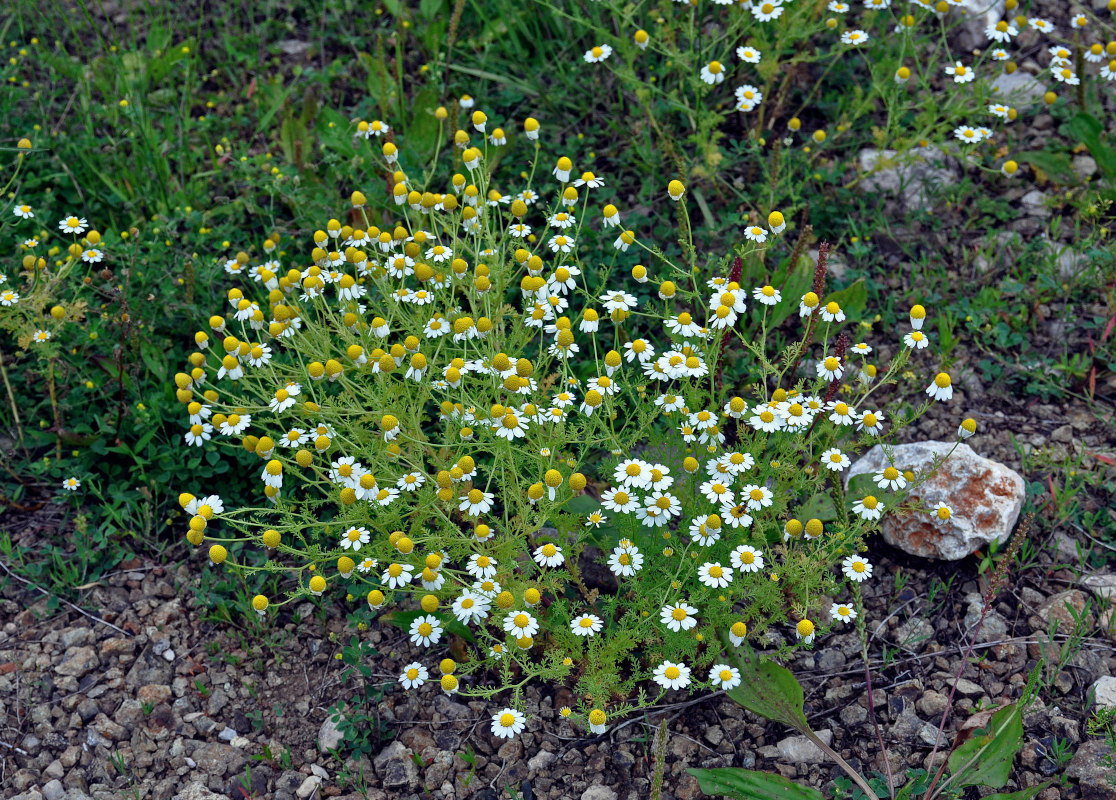 Image of Matricaria recutita specimen.