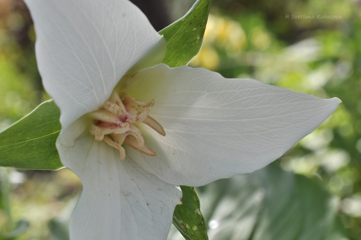 Image of Trillium flexipes specimen.