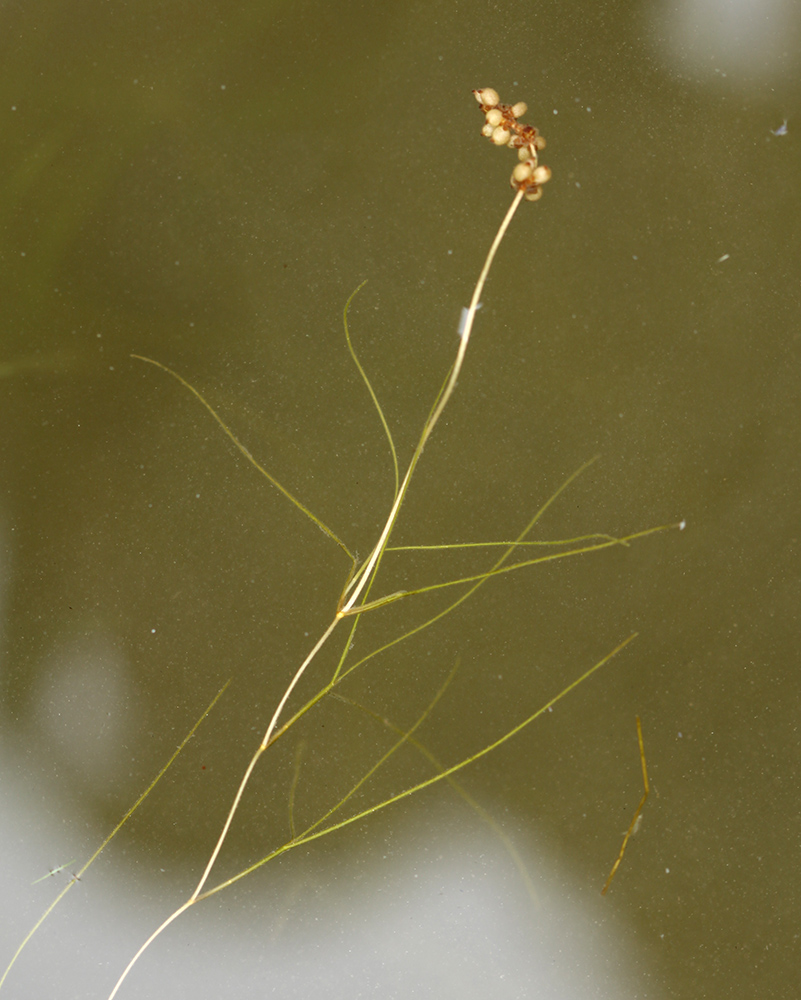 Image of Potamogeton pectinatus specimen.