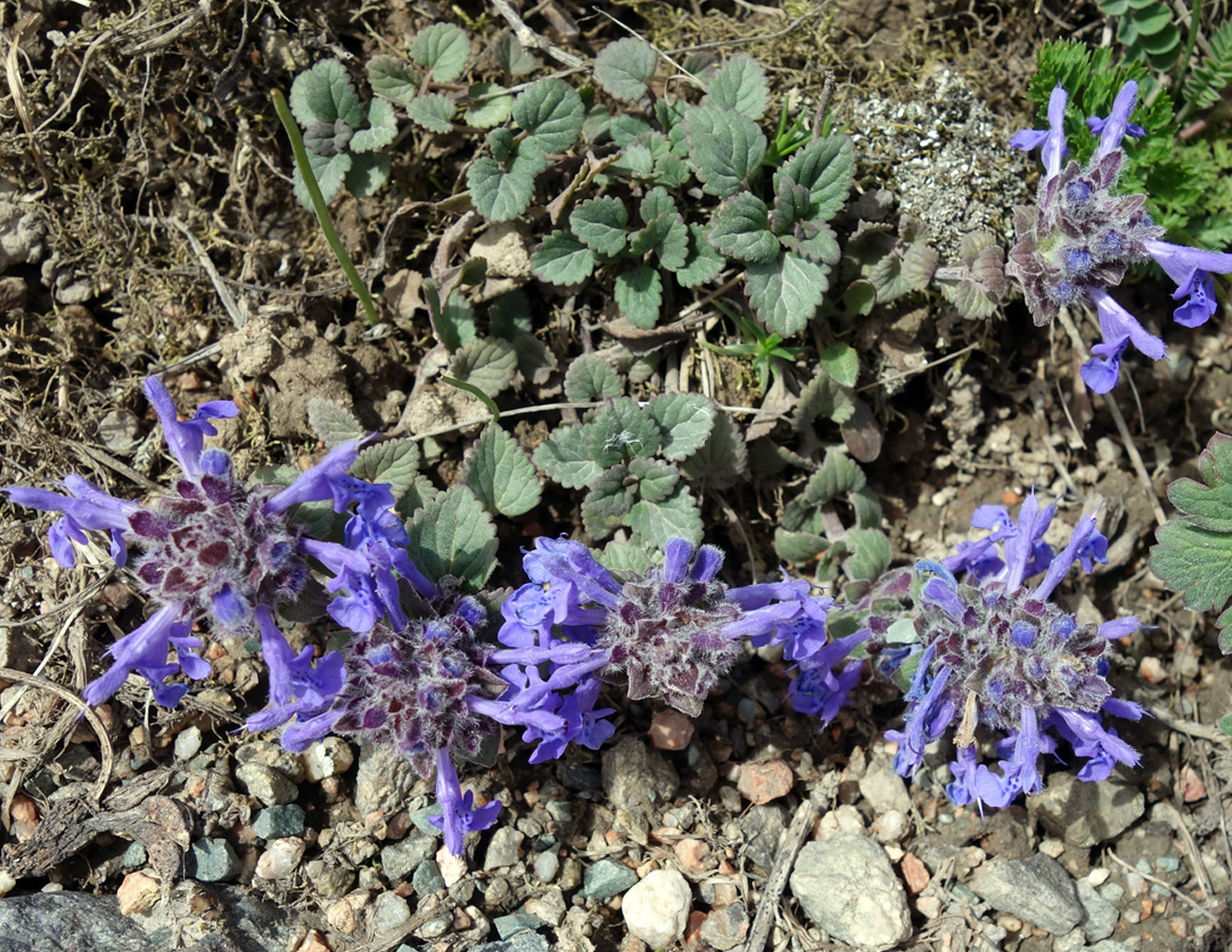 Image of Dracocephalum nutans var. alpinum specimen.