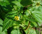Geum macrophyllum