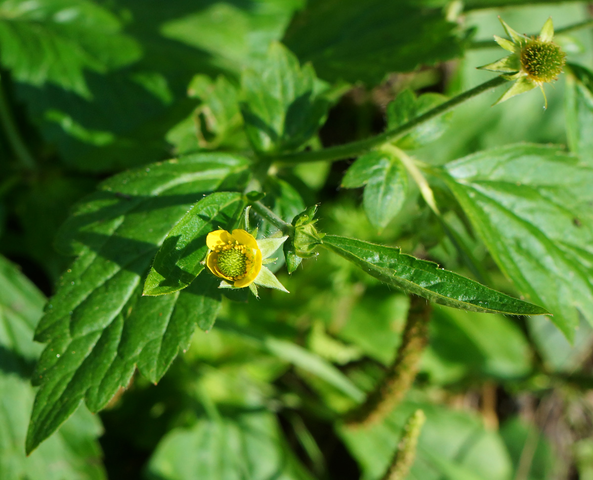 Image of Geum macrophyllum specimen.