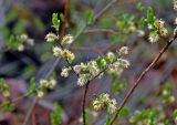 Salix phylicifolia. Верхушка ветви с соцветиями. Новгородская обл., берег оз. Ильмень, геологический памятник \"Ильменский глинт\", каменистый берег озера. 10.05.2019.