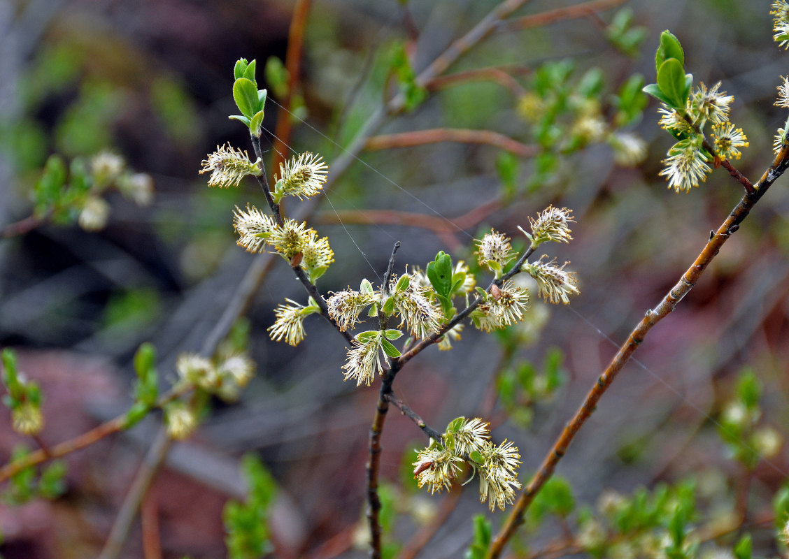 Image of Salix phylicifolia specimen.