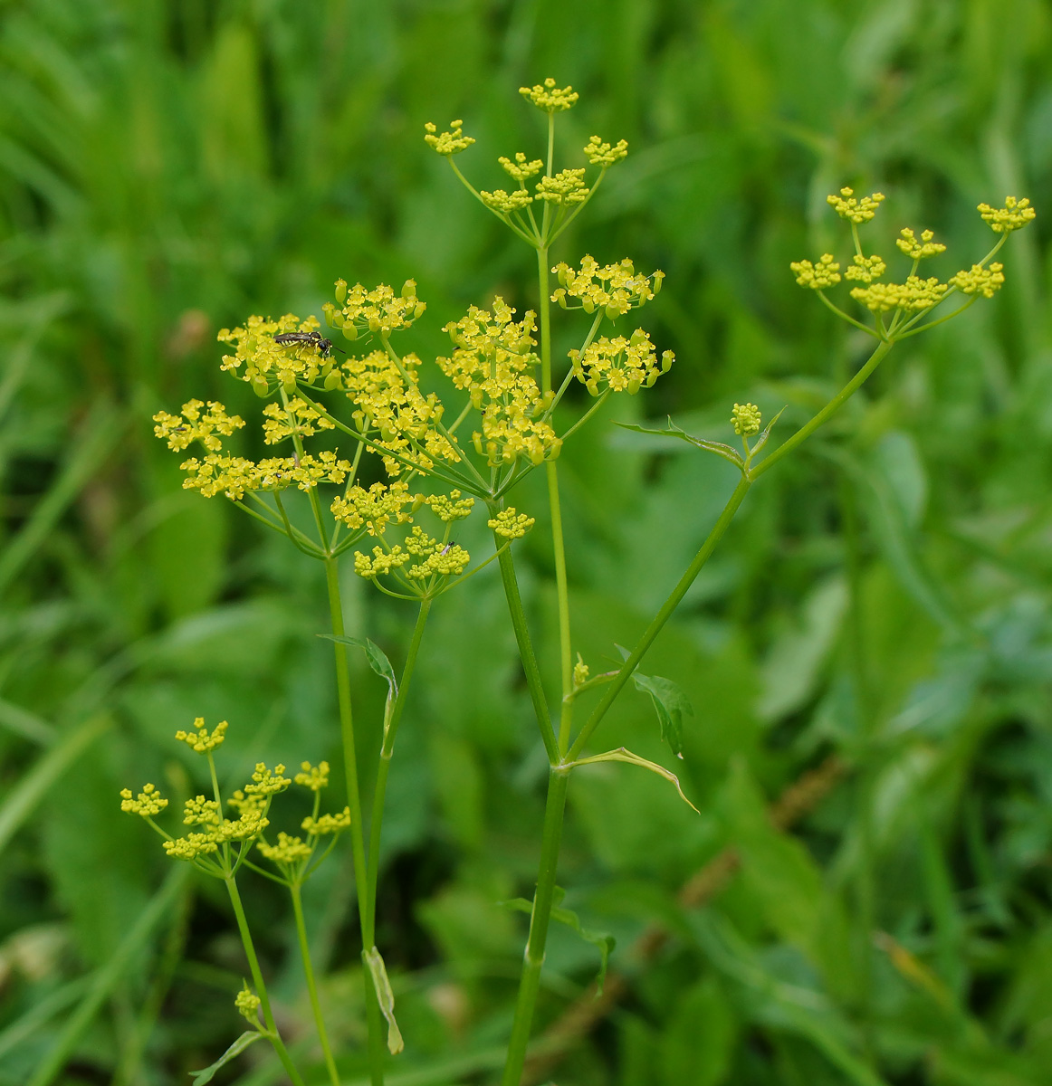 Изображение особи Pastinaca sylvestris.