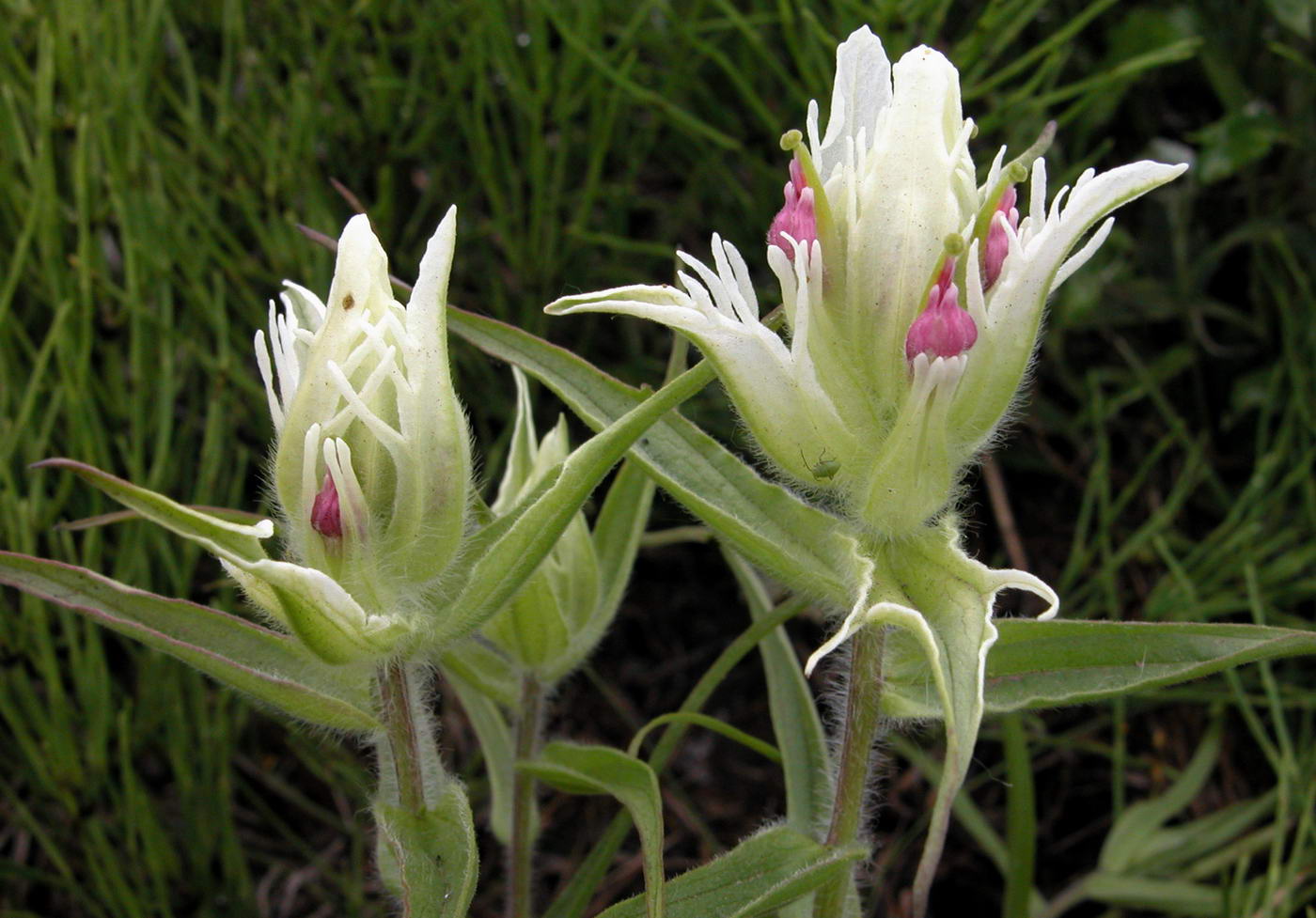 Изображение особи Castilleja pavlovii.