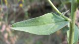 Hieracium pervagum