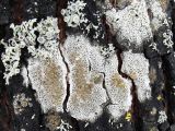 Lecanora chlarotera