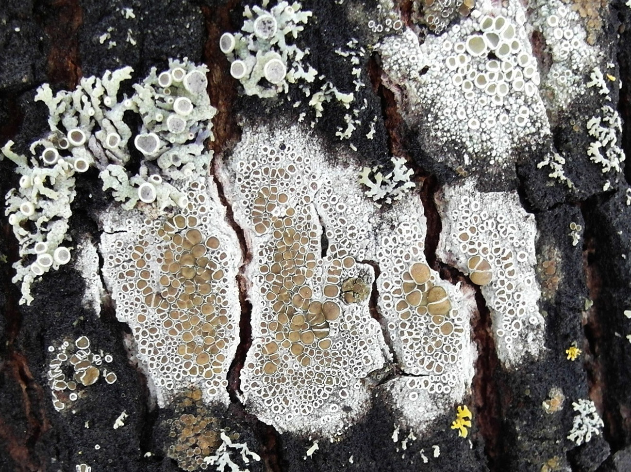 Изображение особи Lecanora chlarotera.