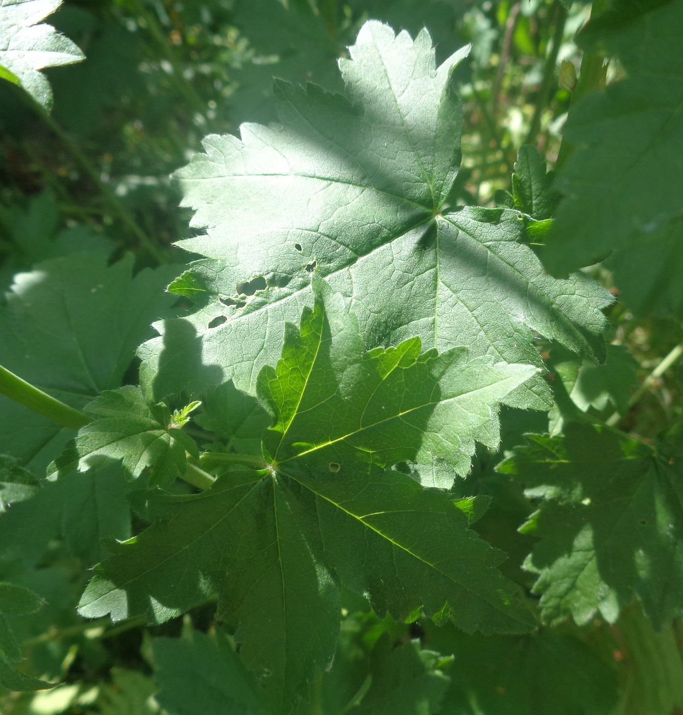 Image of Malva thuringiaca specimen.