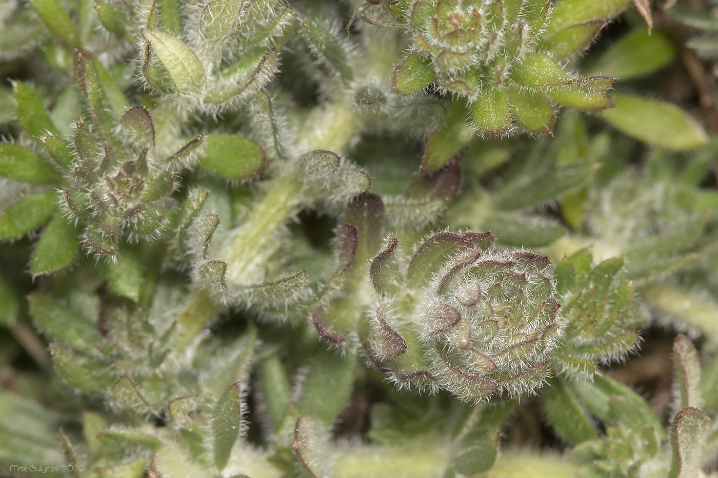 Image of Galium humifusum specimen.