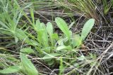 Aster alpinus. Прикорневые листья. Казахстан, Восточно-Казахстанская обл., Зыряновский р-н, окр. пос. Новая Бухтарма, правый берег Бухтарминского вдхр., каменистый склон сопки. 16.06.2019.