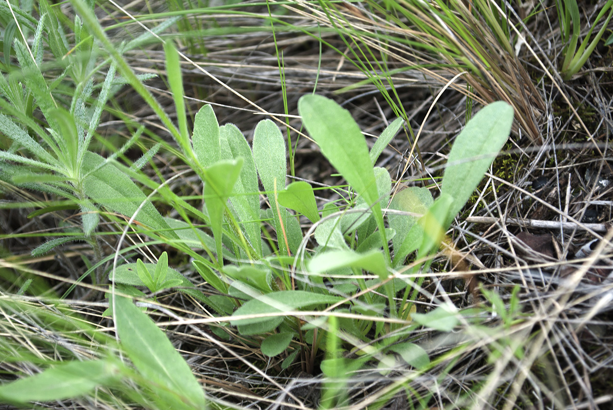 Изображение особи Aster alpinus.