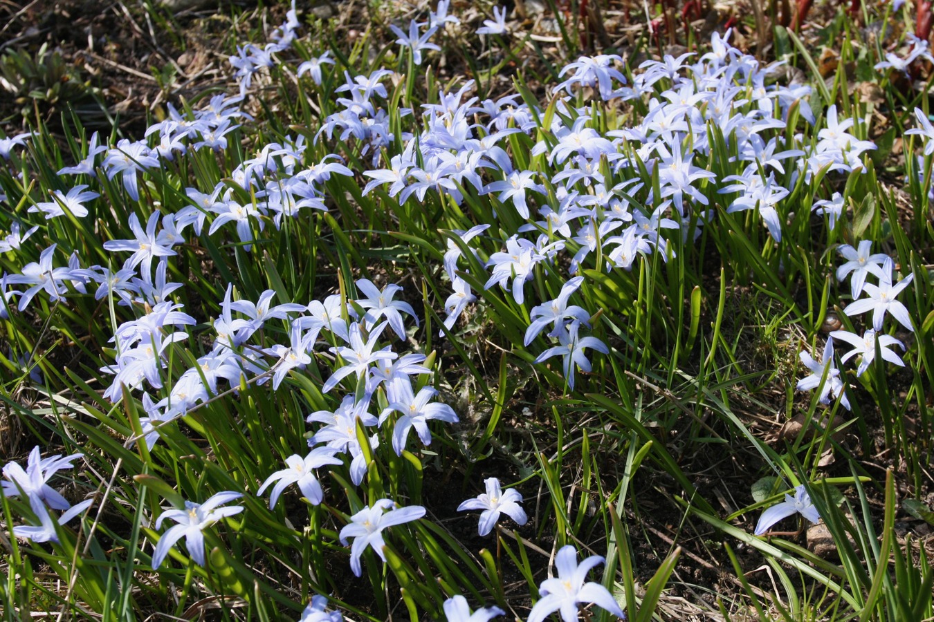 Изображение особи Chionodoxa luciliae.