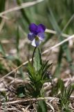 Viola tricolor. Цветущее растение. Карельский перешеек, окр. Сертолово, на краю поля. 10.05.2020.