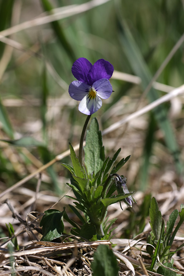 Изображение особи Viola tricolor.