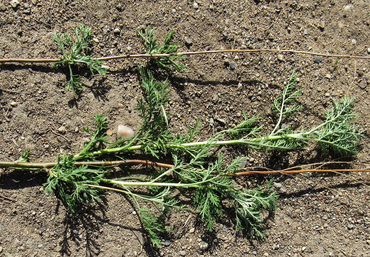 Image of Artemisia abrotanum specimen.