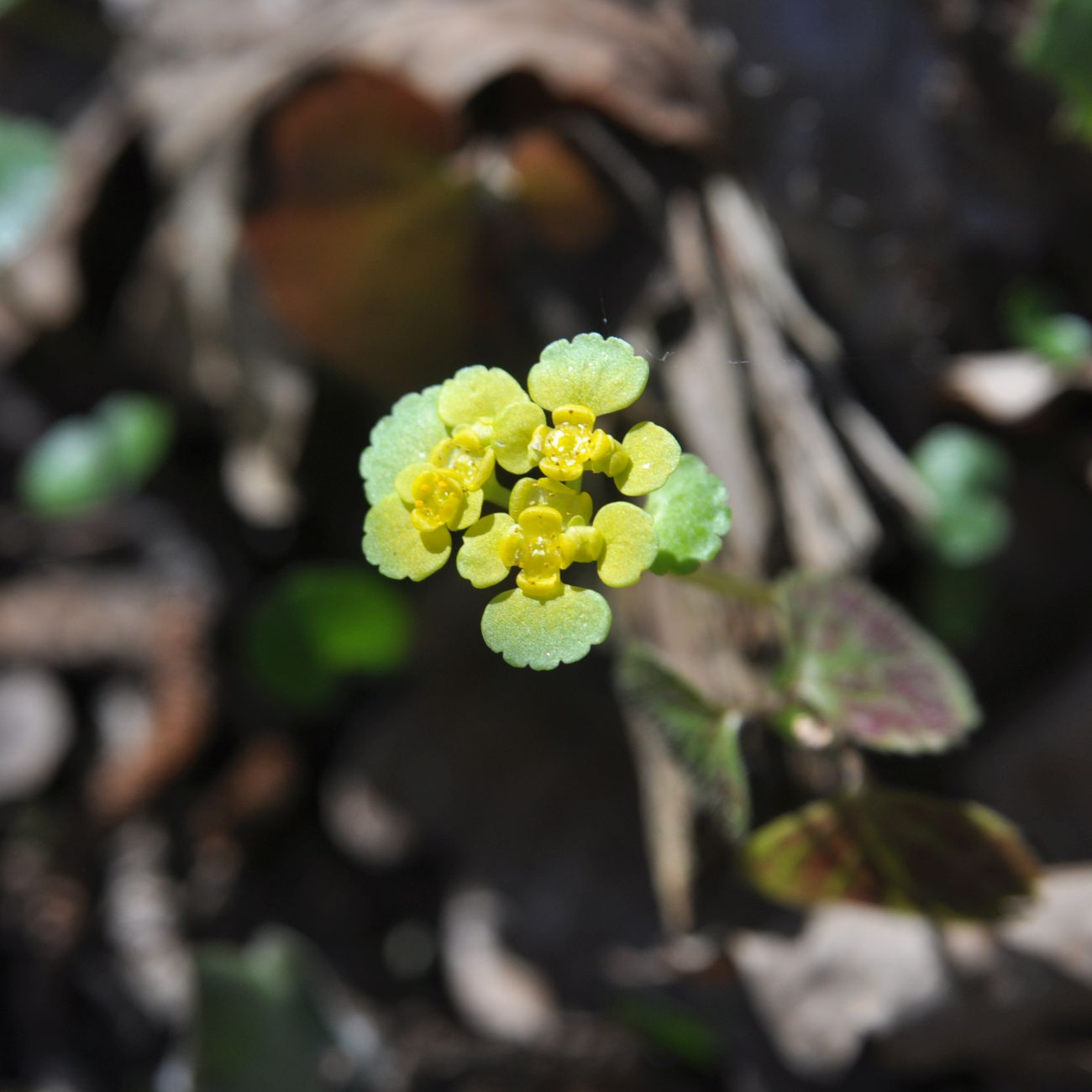 Image of Chrysosplenium alternifolium specimen.