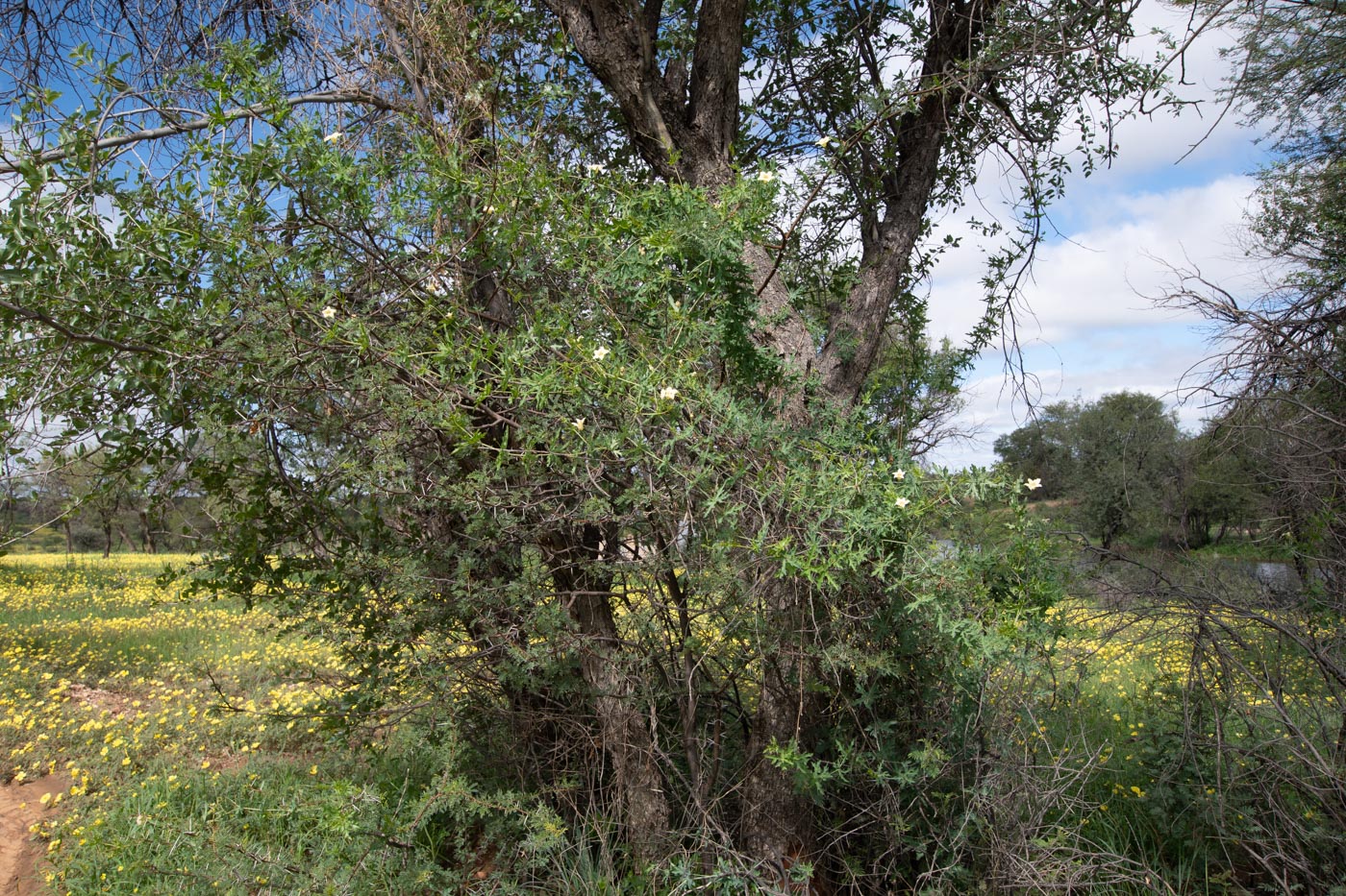Image of Coccinia sessilifolia specimen.