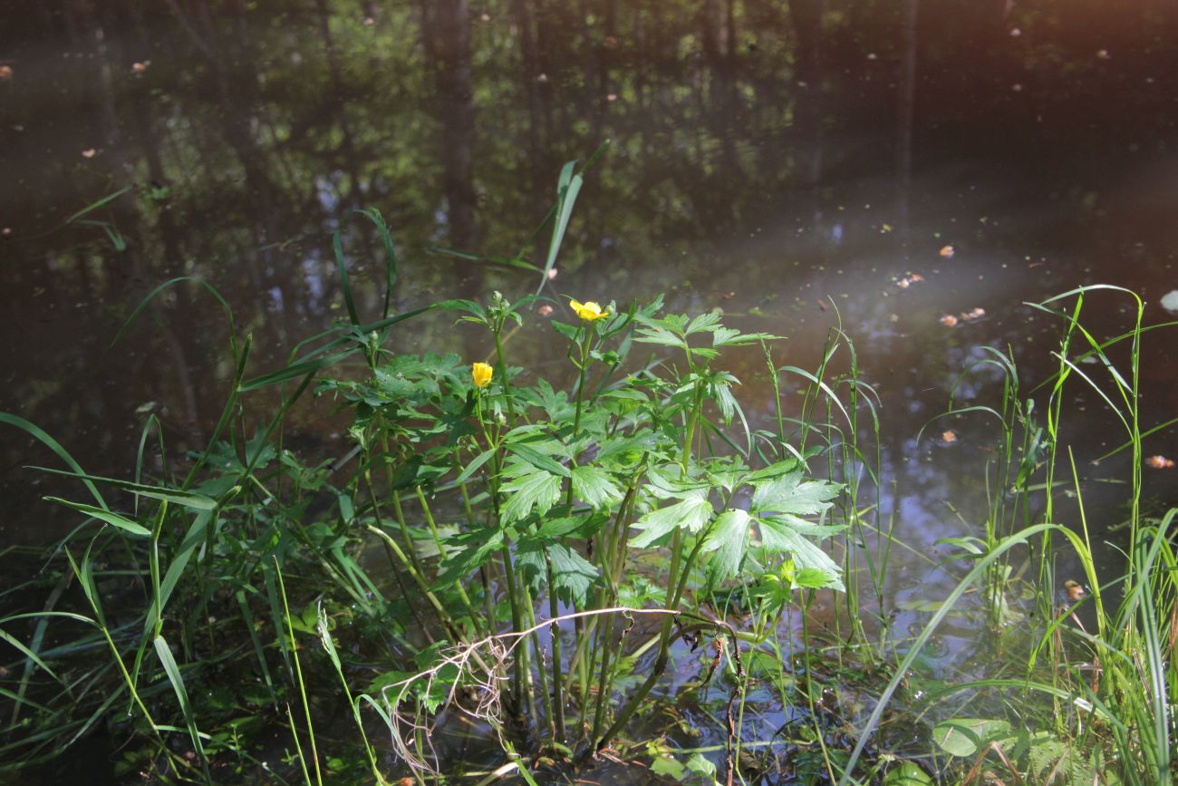 Image of Ranunculus repens specimen.