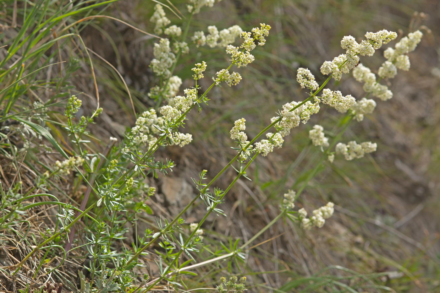 Image of genus Galium specimen.