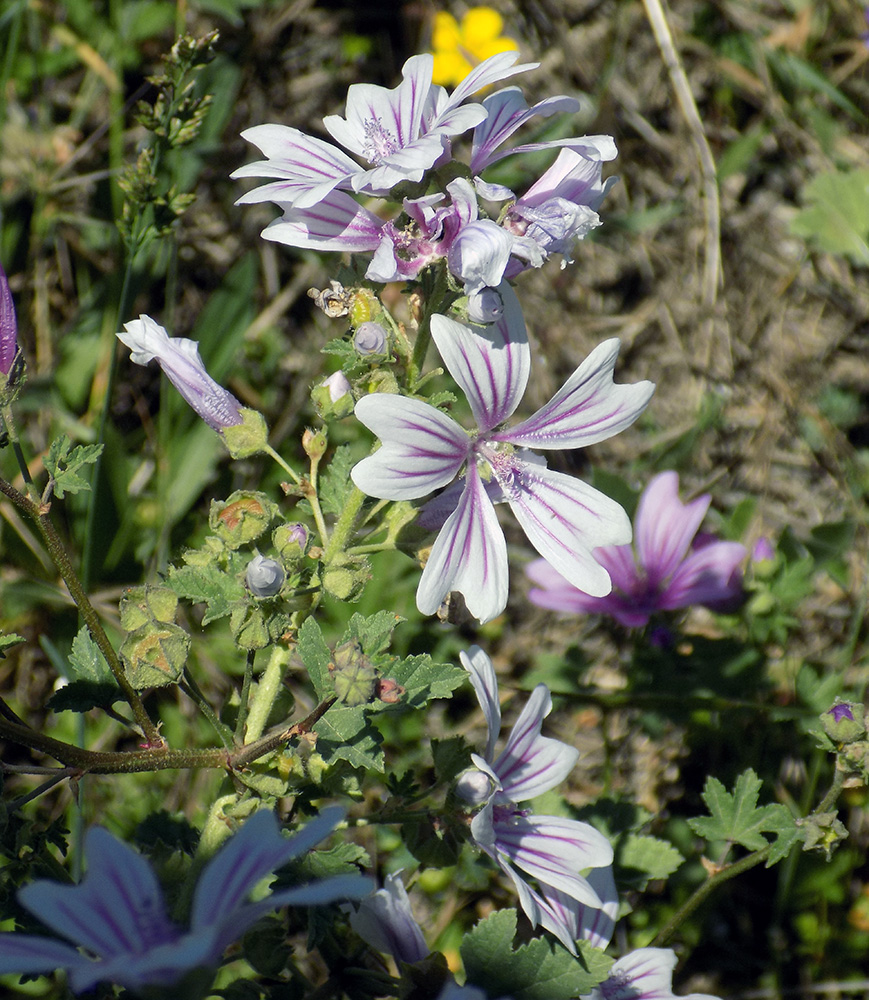 Image of Malva sylvestris specimen.