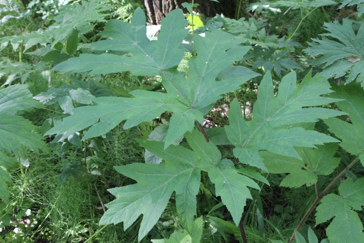 Изображение особи Heracleum dissectum.