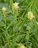 Pedicularis compacta