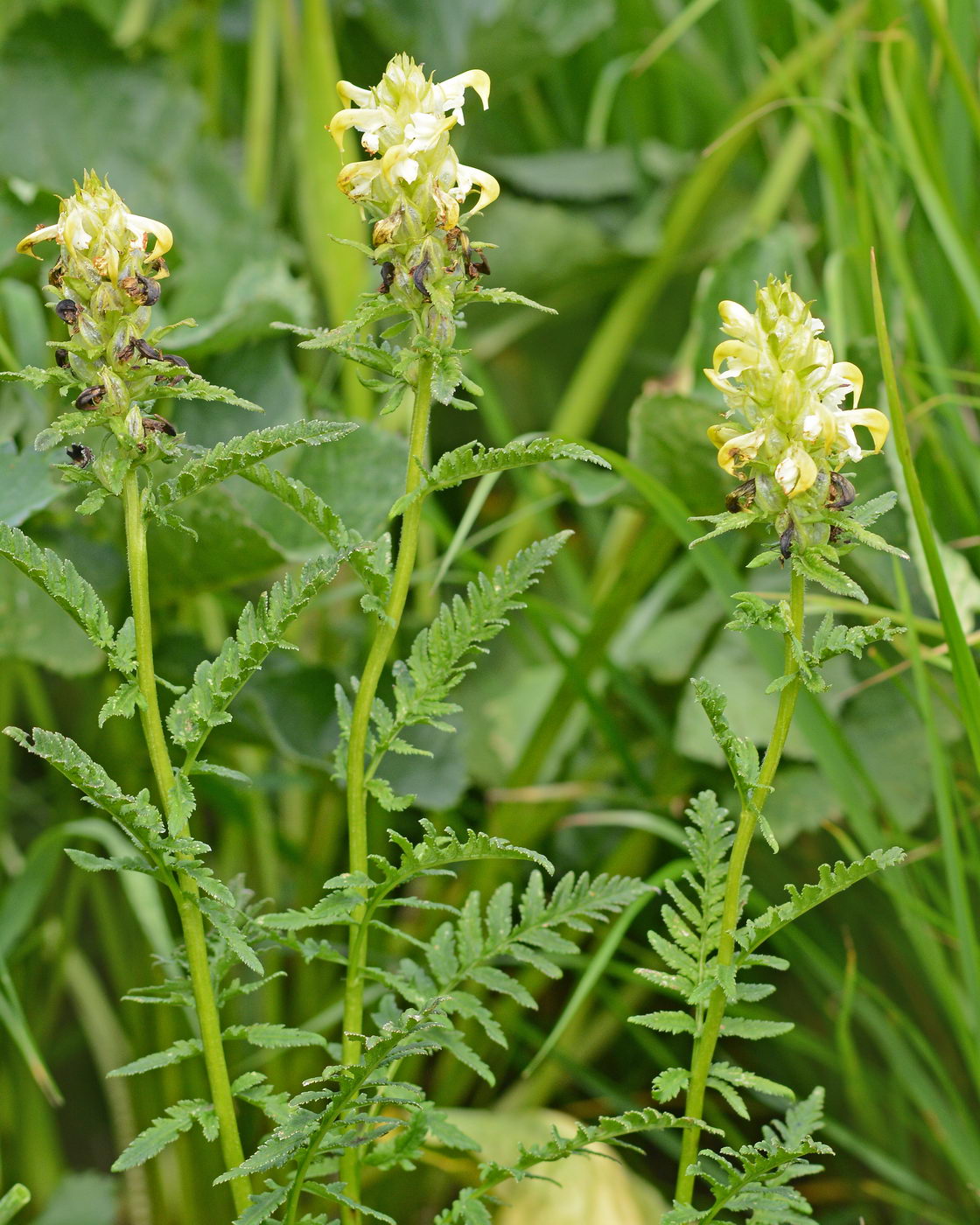 Изображение особи Pedicularis compacta.