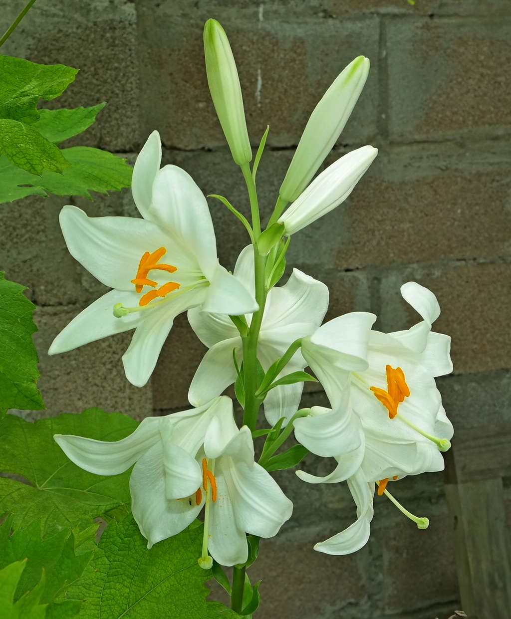 Изображение особи Lilium candidum.