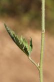 Althaea narbonensis. Средняя часть побега с листом. Крым, Севастополь, окр. Балаклавы, шибляк. 16.08.2020.