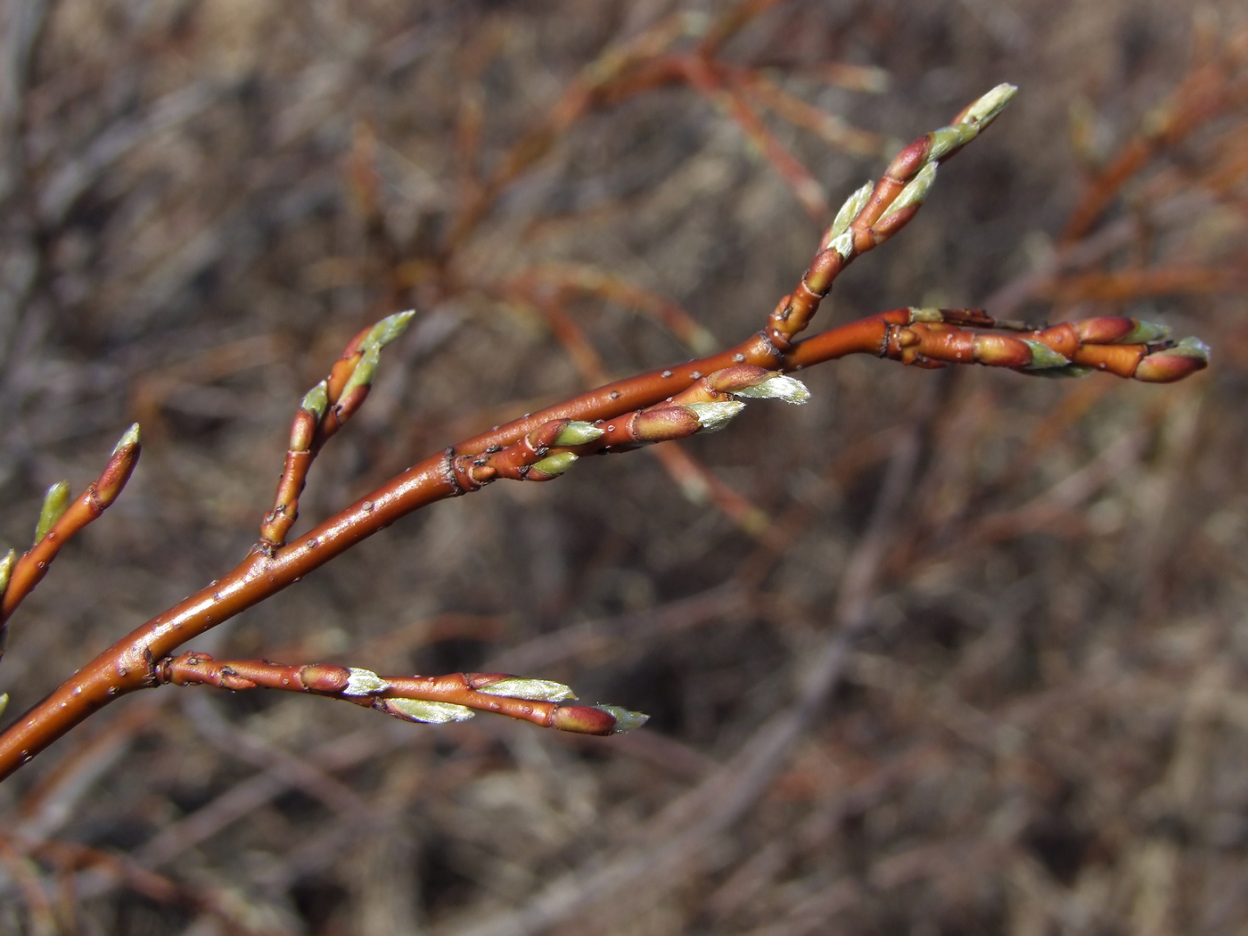 Image of Salix dshugdshurica specimen.