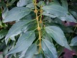 род Forsythia