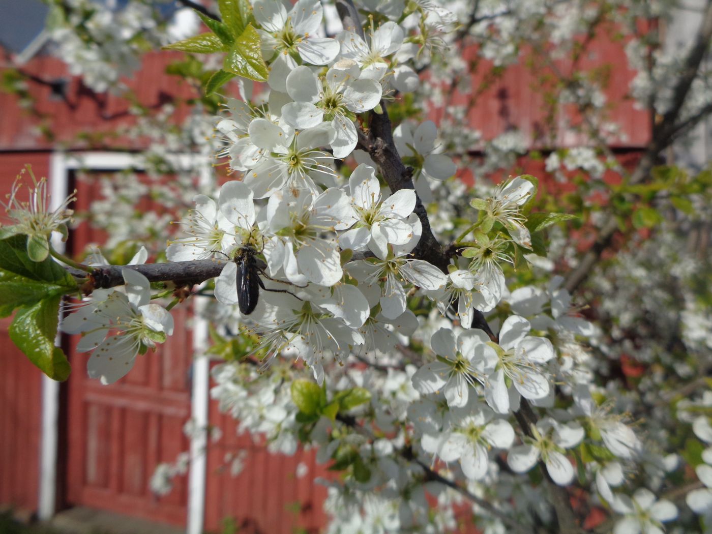 Изображение особи Prunus domestica.