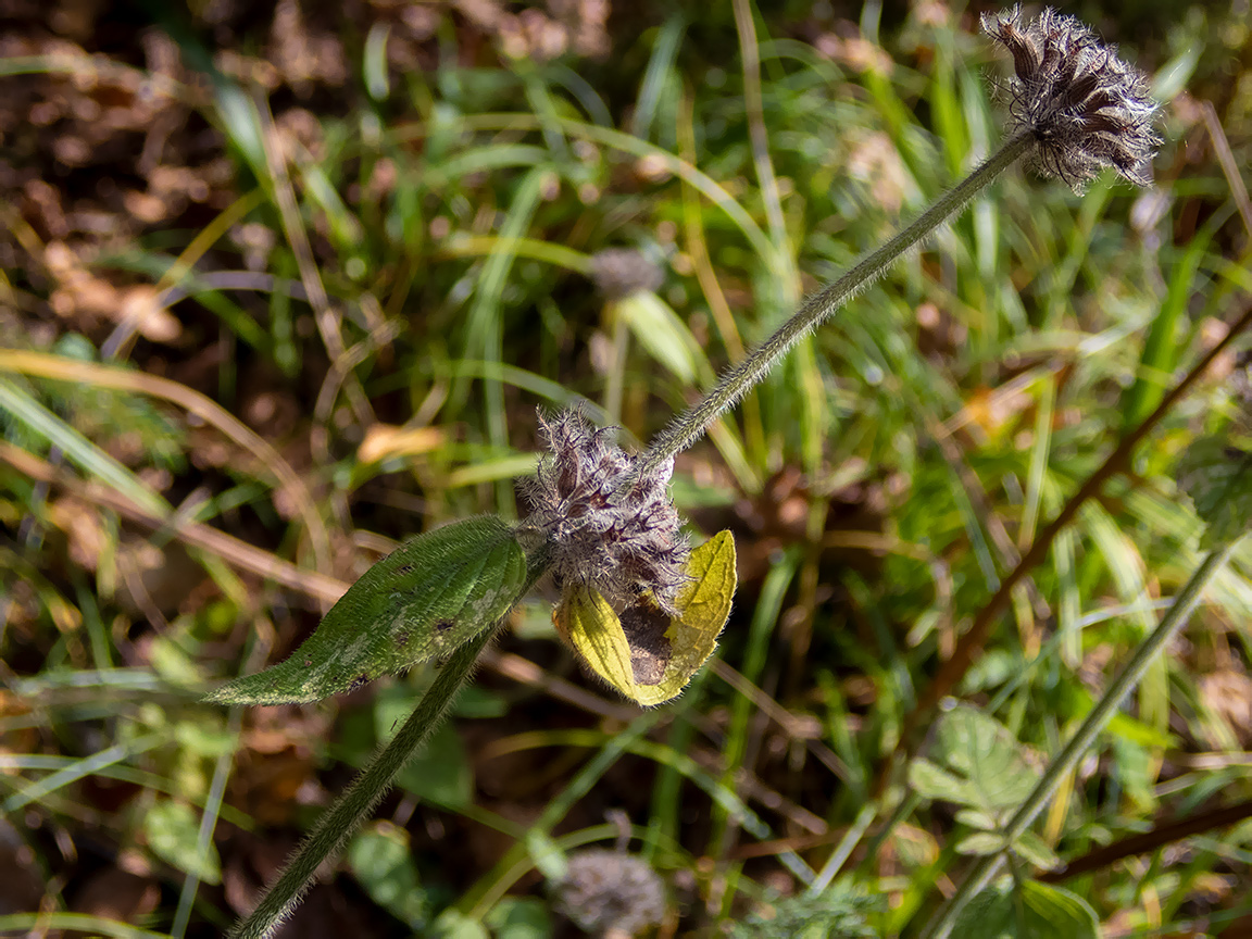 Image of Clinopodium vulgare specimen.