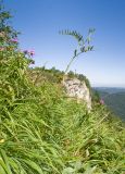 Vicia sepium