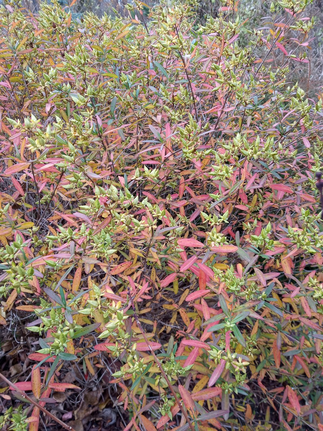 Изображение особи Hypericum kalmianum.