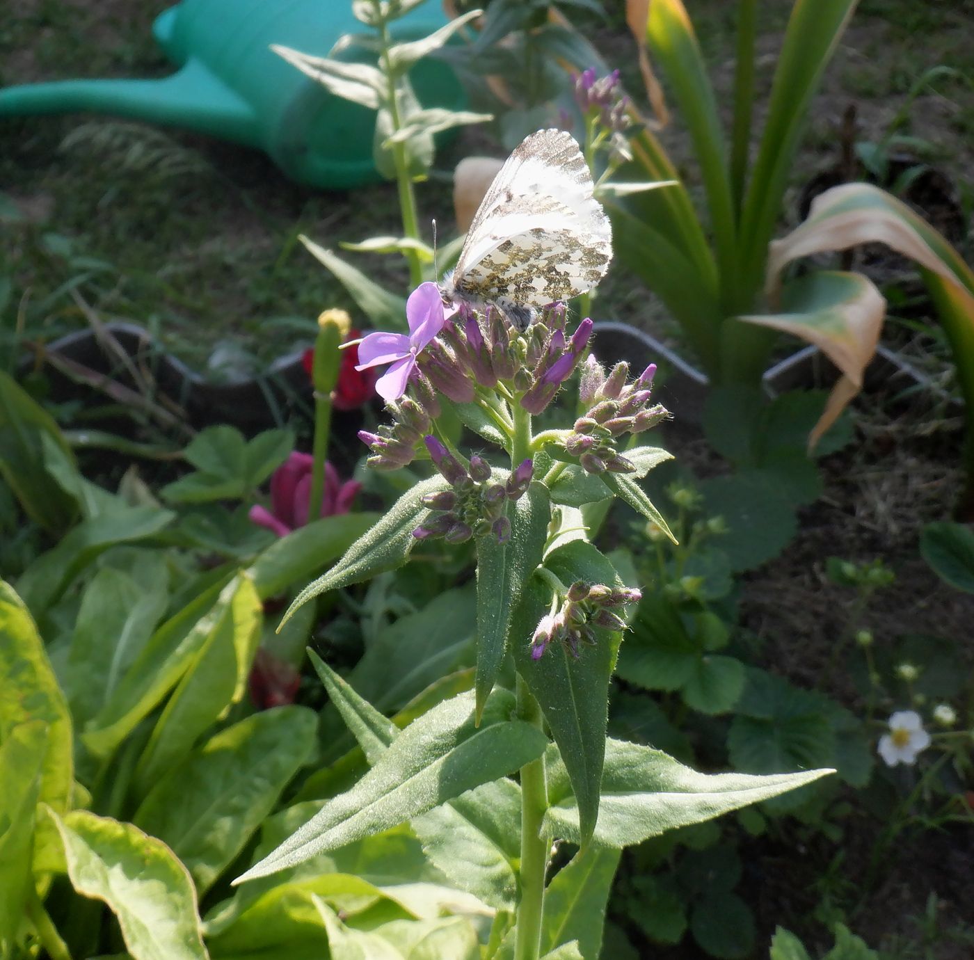 Image of Hesperis matronalis specimen.