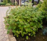 Hydrangea arborescens. Растение с незрелыми плодами. Тверская обл., г. Тверь, Заволжский р-н, пос. Киселёво, около частного дома. 14 сентября 2020 г.