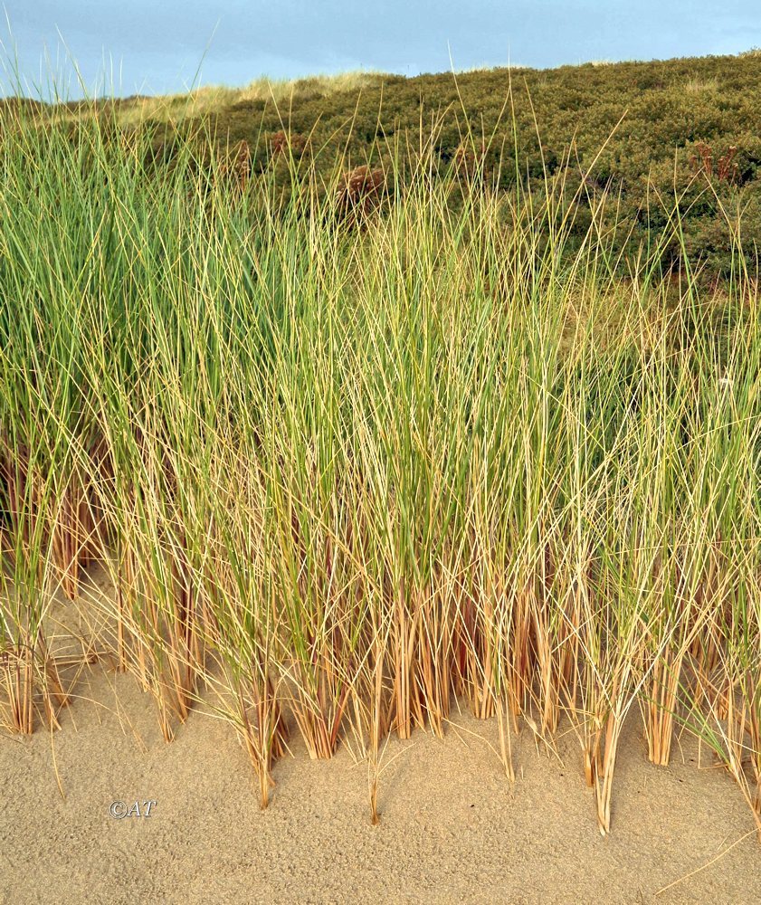 Image of Ammophila arenaria specimen.