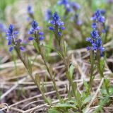 Polygala amarella. Цветущее растение. Ленинградская обл., Волосовский р-н, окр. дер. Пятая Гора, суходольный разнотравно-злаковый луг у границы смешанного леса. 03.06.2020.