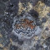 Image of taxon representative. Author is Александр Козловских